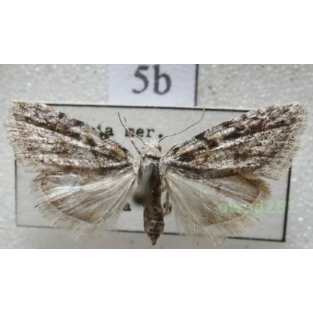 Nola cicatricalis (Treitschke, 1835) Slovakia5b
